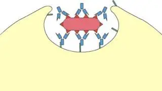 Phagocytosis: Opsonization