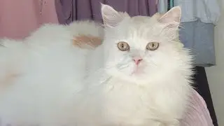 😋Мой вкусный ужин🥗/супер удобные кроксы для работы/Мосюша🐈