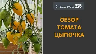Томат Цыпочка. Вредина с носиком!