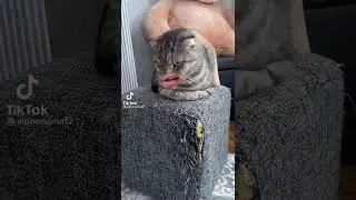 Кот говорящий рот. Когда пугаешь кота за ободранный пуфик