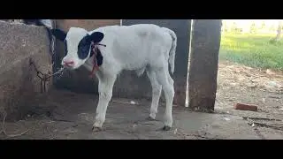 D boss