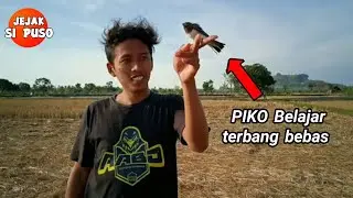 MELATIH BURUNG KEKEP BABI TERBANG BEBAS