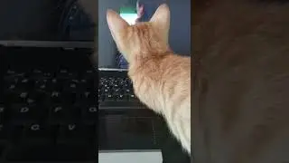 KATE KURAY - shorts anlamlı inanılmaz sevimli bebek kedi mama bekliyor