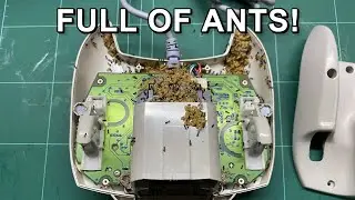 Entire Ant colony living in a Sega Dreamcast Controller