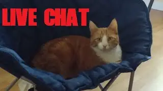 Scary Cat Chat