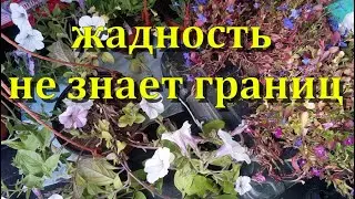 Цветочный бизнес🌷 жадность не знает  границ . череночники  кашпошники