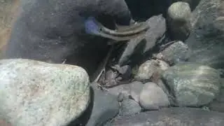 A fantástica vida sob a água. Lambari solitário no Rio das Pedras
