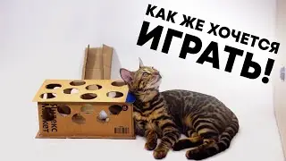 ЭТА простейшая игрушка для кошек ЗАЙМЕТ питомца на месяц!