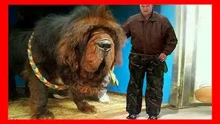 Los 5 Perros Más grandes del Mundo