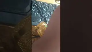 Sdr свисток знает лучше😂😂😂😂😂