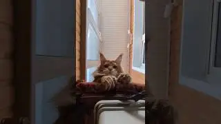 Котики в кадре: Август ☺️