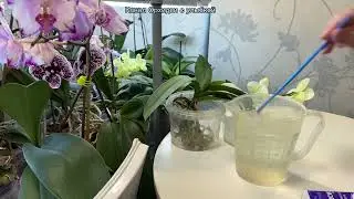 Орхидея устала, но быстро восстановилась.