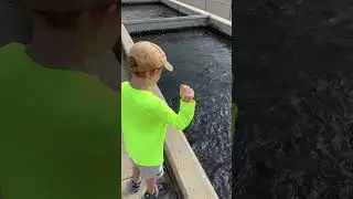 Rainbow Trout Feeding at Decorah Fish Hatchery!!! #conservation #rainbowtrout #iowadnr