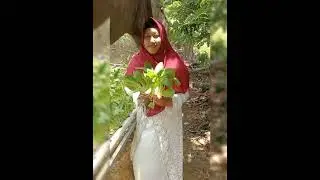 KEBUN HIJAU HIDROPONIK SUMENEP, TEMPATNYA SELADA DAN PAKCHOY SEGAR