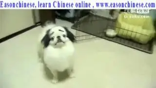 218funny animal! Embarrassed dog