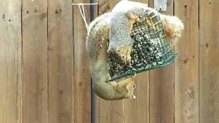 2 Squirrels