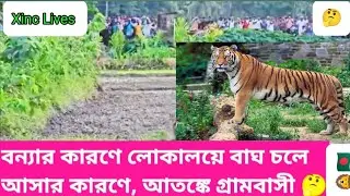 বাঘের তাণ্ডব আতঙ্কে গ্রামবাসী ||Tiger in village||tiger attack.