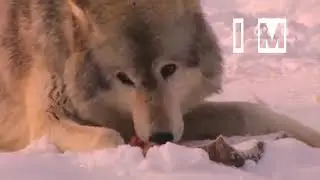 Animals which various behaviour