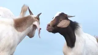 Lets talk more about goats 🐐