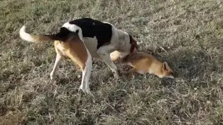 Охота на лису с гончей  РПГ султан