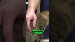 Unlock the Mystery Is Your Cat Depressed Watch for These Signs