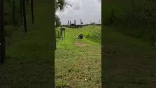 Zeus Bringing a Box to His Favorite Spot on the Island - Save the Chimps