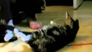 Dünyanın En Gerçekçi Ölen Kedileri