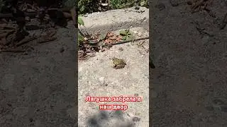 Ее посадили в веди от с водой и отнесли на речку 🐸🏞️