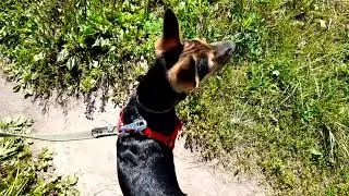 Лето с Сёмой
