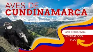 Aves de Colombia un Catálogo Vivo Cap. #4: Aves De Cundinamarca