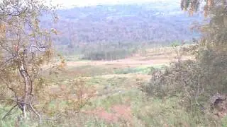 Перевал Дятлова. Медведица с медвежонком