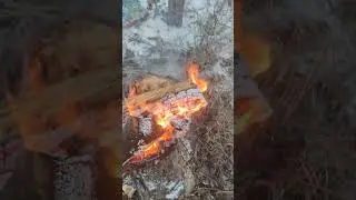 Альфа на охоте. рябчик
