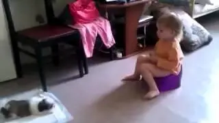 Лучшее видео смешные приколы дети и животные щенки ши тцу