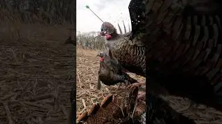 Insane Turkey Archery Shot by Josh Bowmar! 
