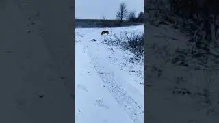 Охота с русской гончей 2019 первый русак Тумана круг замкнут дошёл до подранка