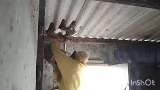TRANSFERÊNCIA DAS APIS DA CASINHA NA BEIRA DO RIO. 