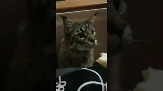 #Мейн