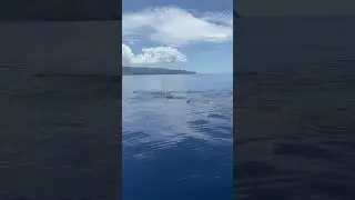 CALM SPERM WHALE SIGHTING | Futurismo | Azores