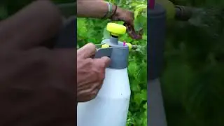 Как я лечила Хлороз малины