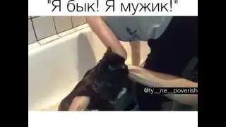 Кот говорит: Я бык!Я мужик!