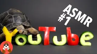 ASMR #1 Baby Giant Tortoise / Turtle Eating Pepper, Cucumber & Zucchini | Animal ASMR | 4K