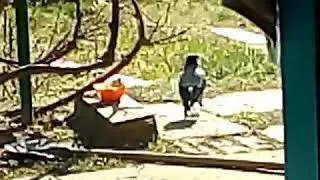Вороне как то бог послал отходы от селедки)