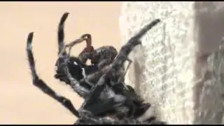 Scientists capture oral sex encounters in Darwin bark spider