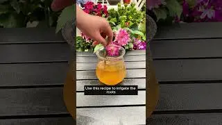 Make your own growth stimulant water at home  