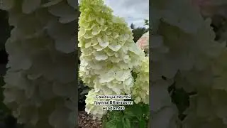 Гортензия Ванила Фрайз🌺🔥
