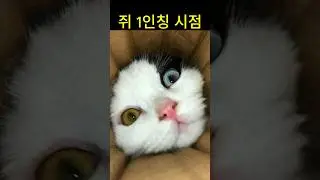 고양이를 쥐의 시선에서 본다면??