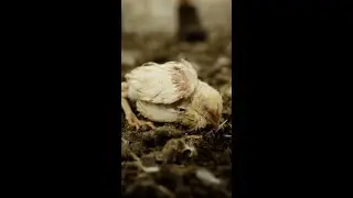 Lose Your Appetite for Chicken in Under 90 Seconds!