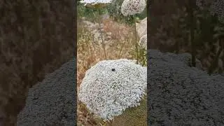 Морковь дикая