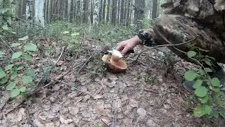 Грибной металлокоп 2024