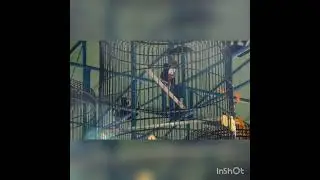 murai batu BLEDEX juara satu di PDIP ft DANU CUP Pati